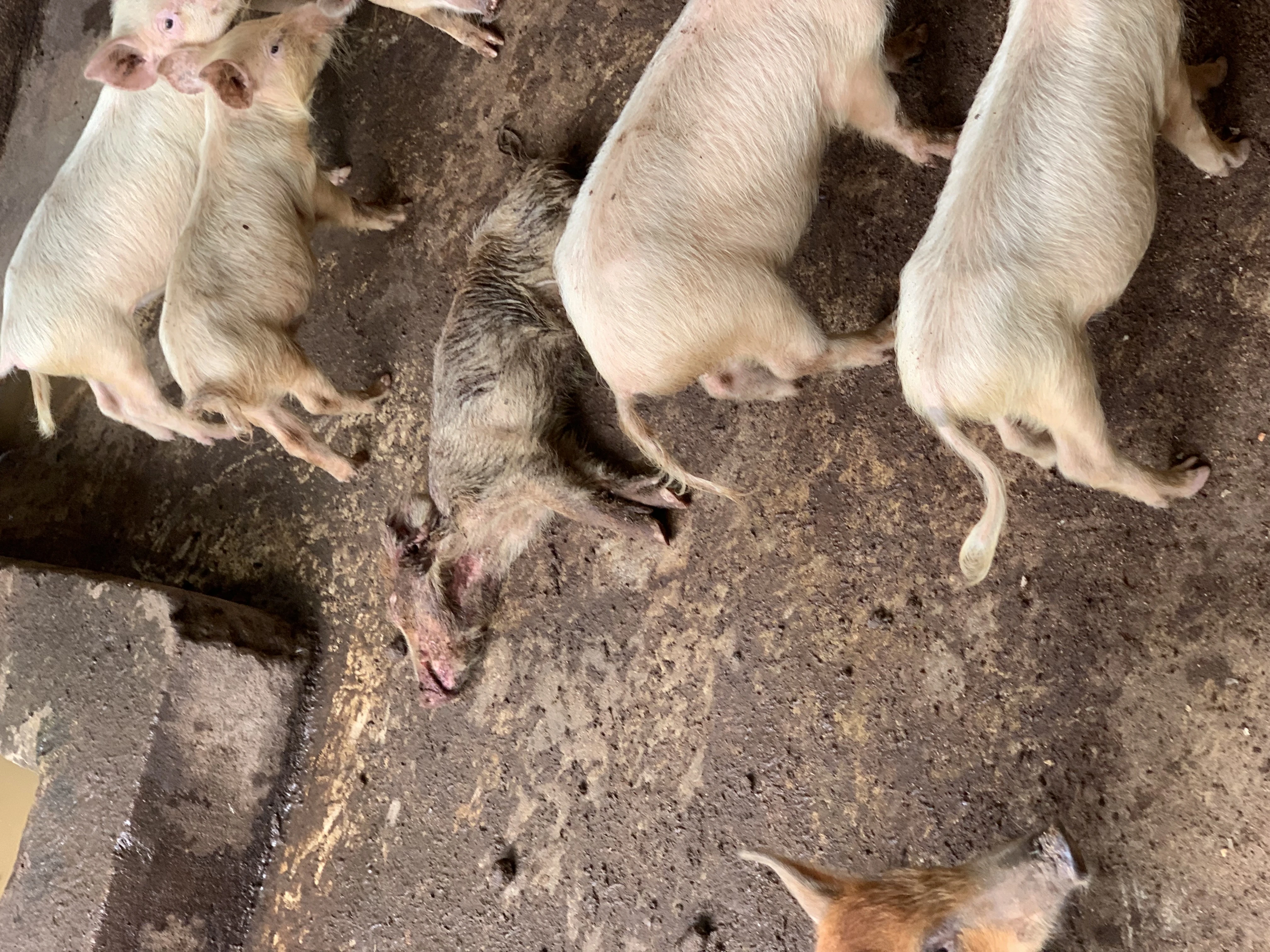 pig production
